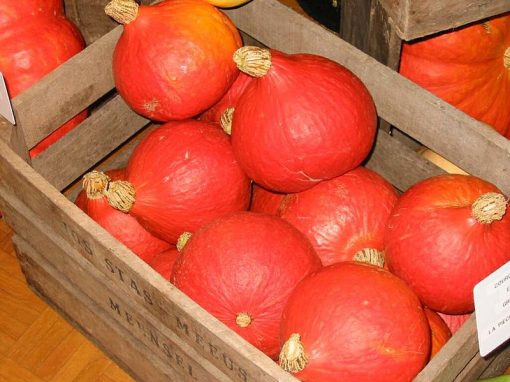 Potimarron